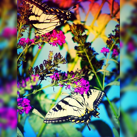 Meet your Posher, Suzanne! Welcome to A Sound Buy! - Picture 2 of 2